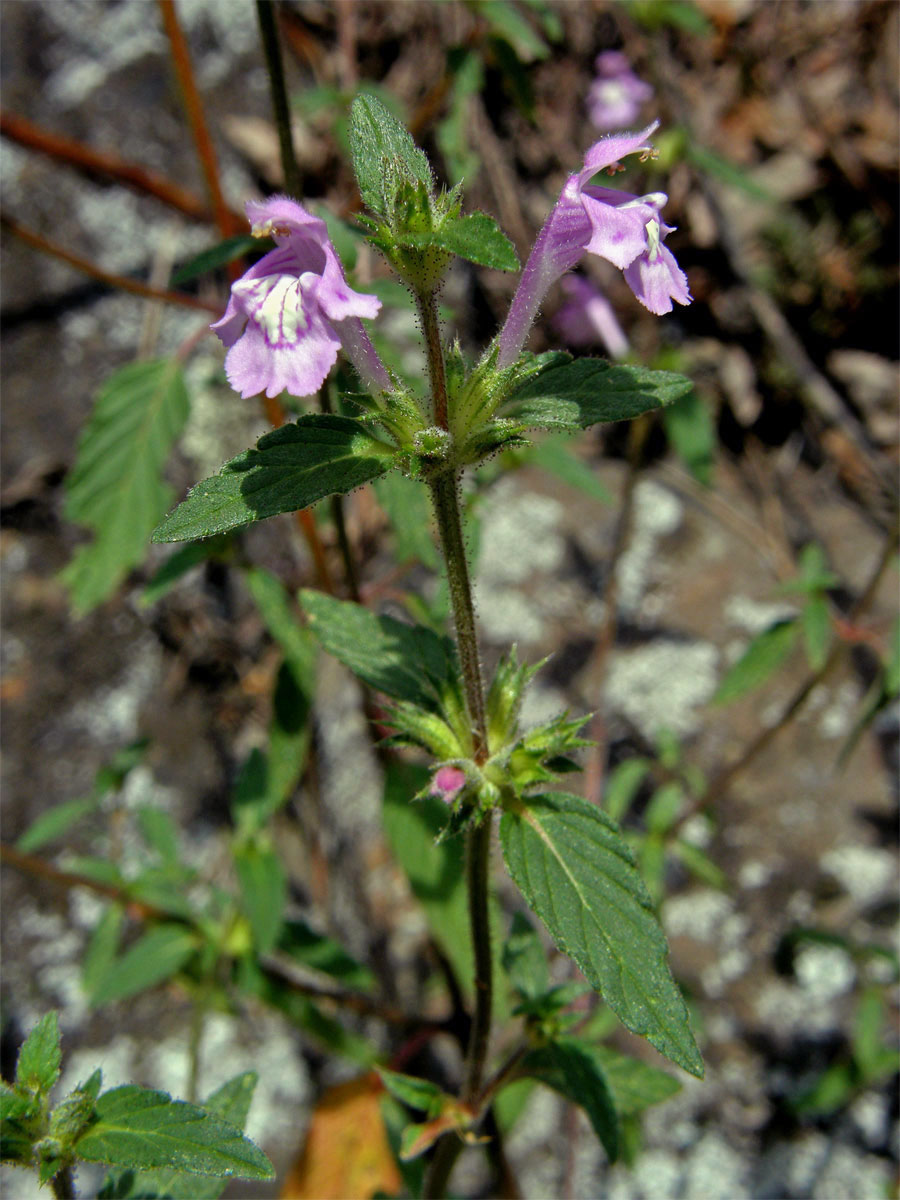 Konopice širolistá (Galeopsis ladanum L.)