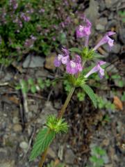 Konopice širolistá (Galeopsis ladanum L.)