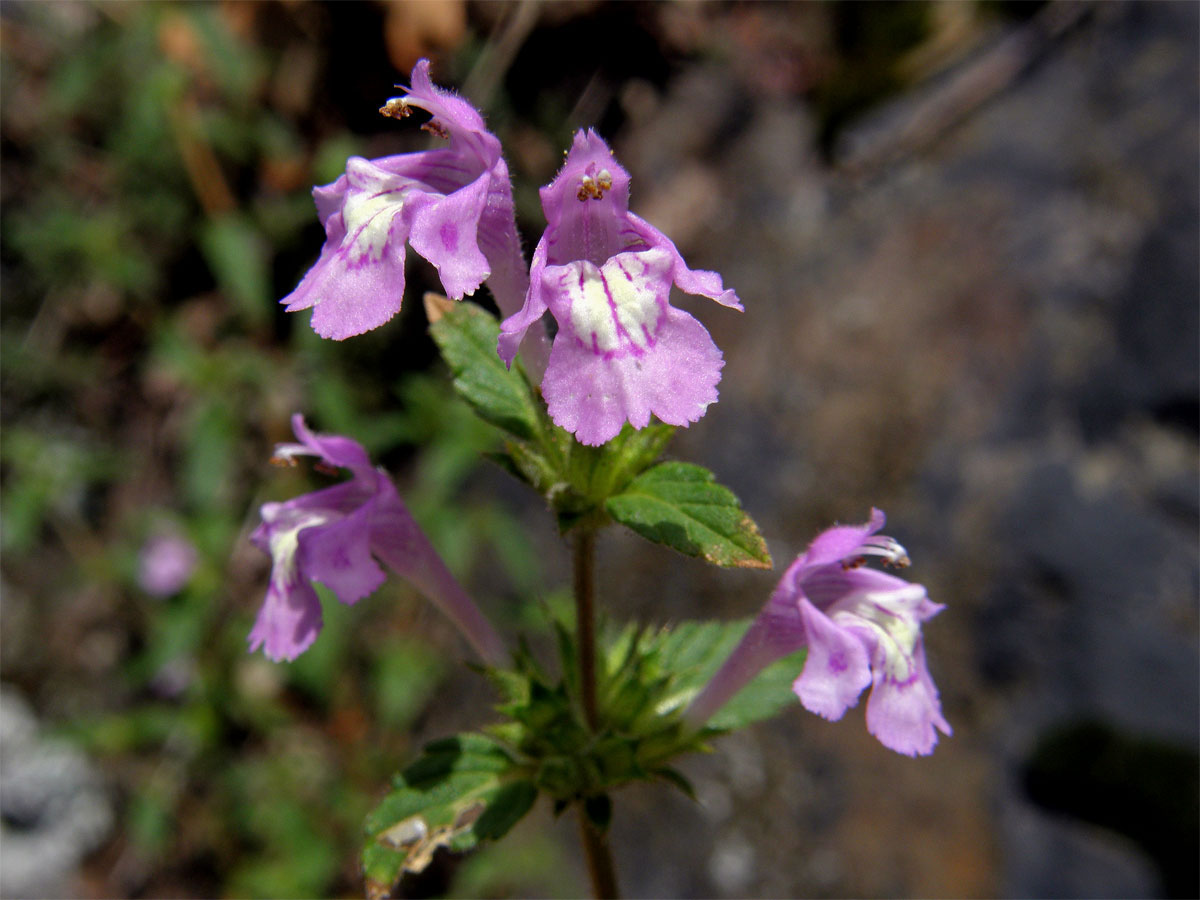 Konopice širolistá (Galeopsis ladanum L.)