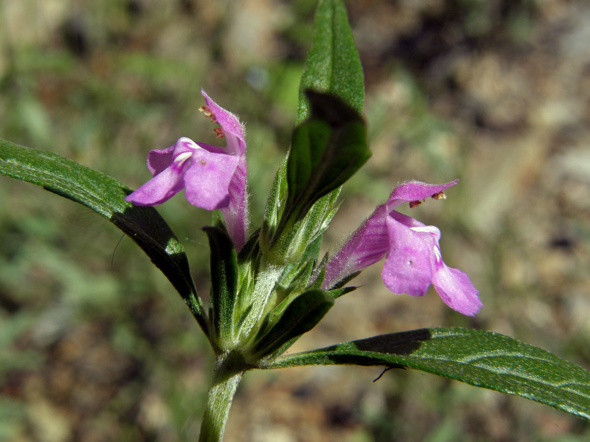 Konopice širolistá (Galeopsis ladanum L.)