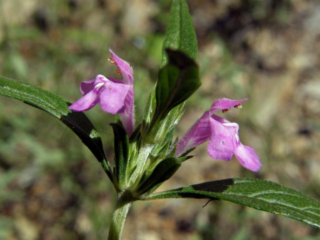 Konopice širolistá (Galeopsis ladanum L.)