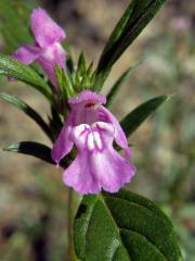 Konopice širolistá (Galeopsis ladanum L.)