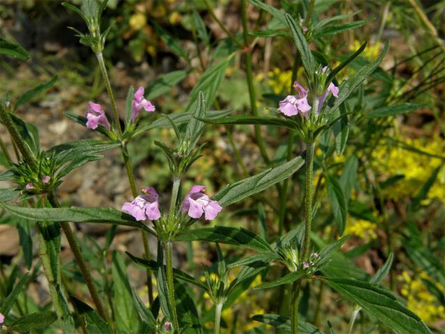 Konopice úzkolistá (Galeopsis angustifolium  L.)