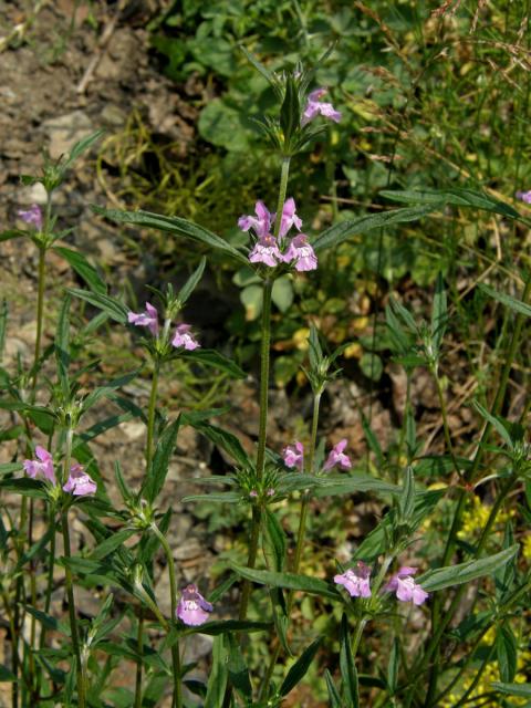 Konopice úzkolistá (Galeopsis angustifolium  L.)