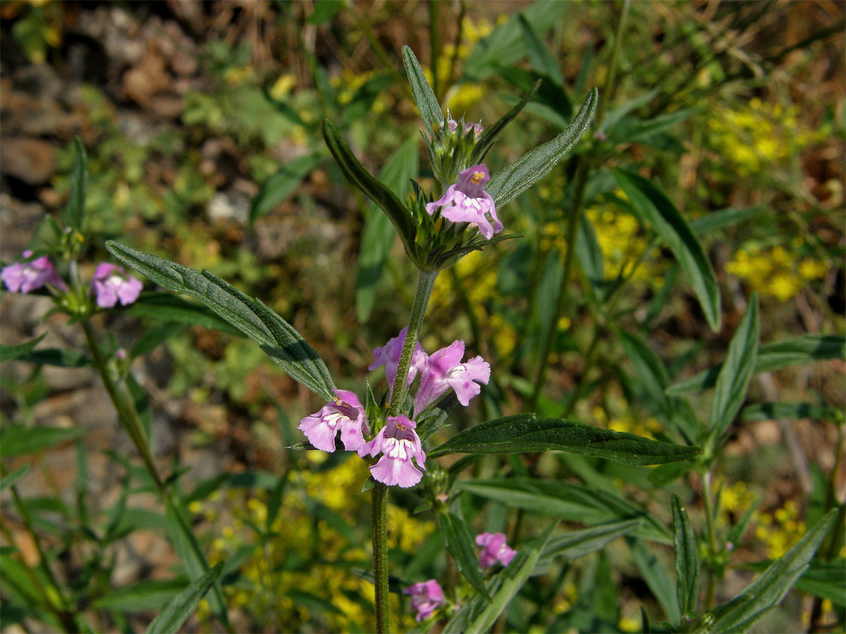 Konopice úzkolistá (Galeopsis angustifolium  L.)