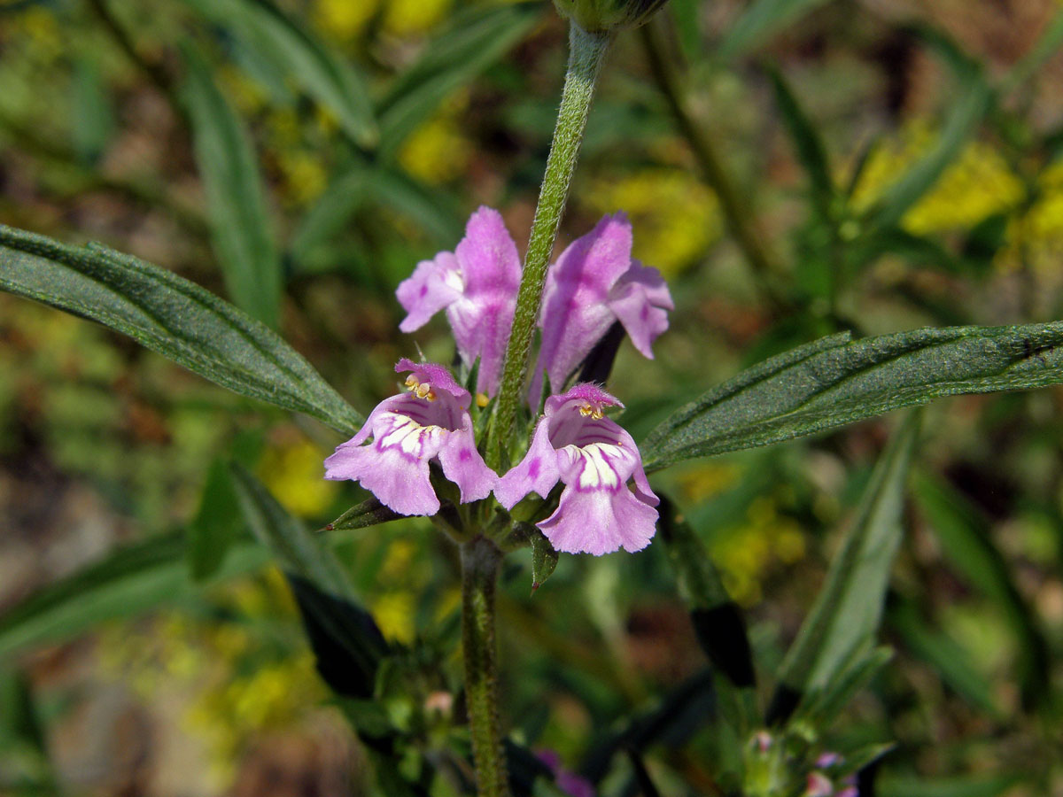 Konopice úzkolistá (Galeopsis angustifolium  L.)