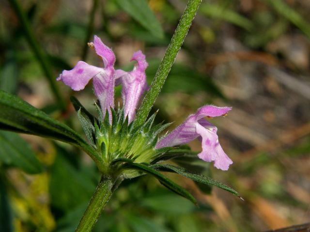 Konopice úzkolistá (Galeopsis angustifolium  L.)