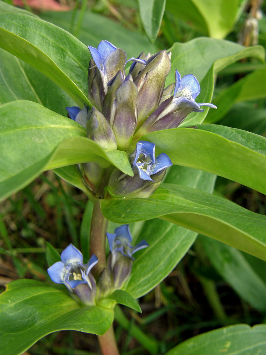 Hořec křížatý (Gentiana crucitata L.)