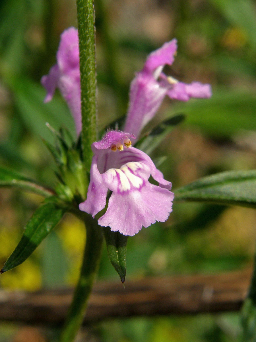 Konopice úzkolistá (Galeopsis angustifolium  L.)