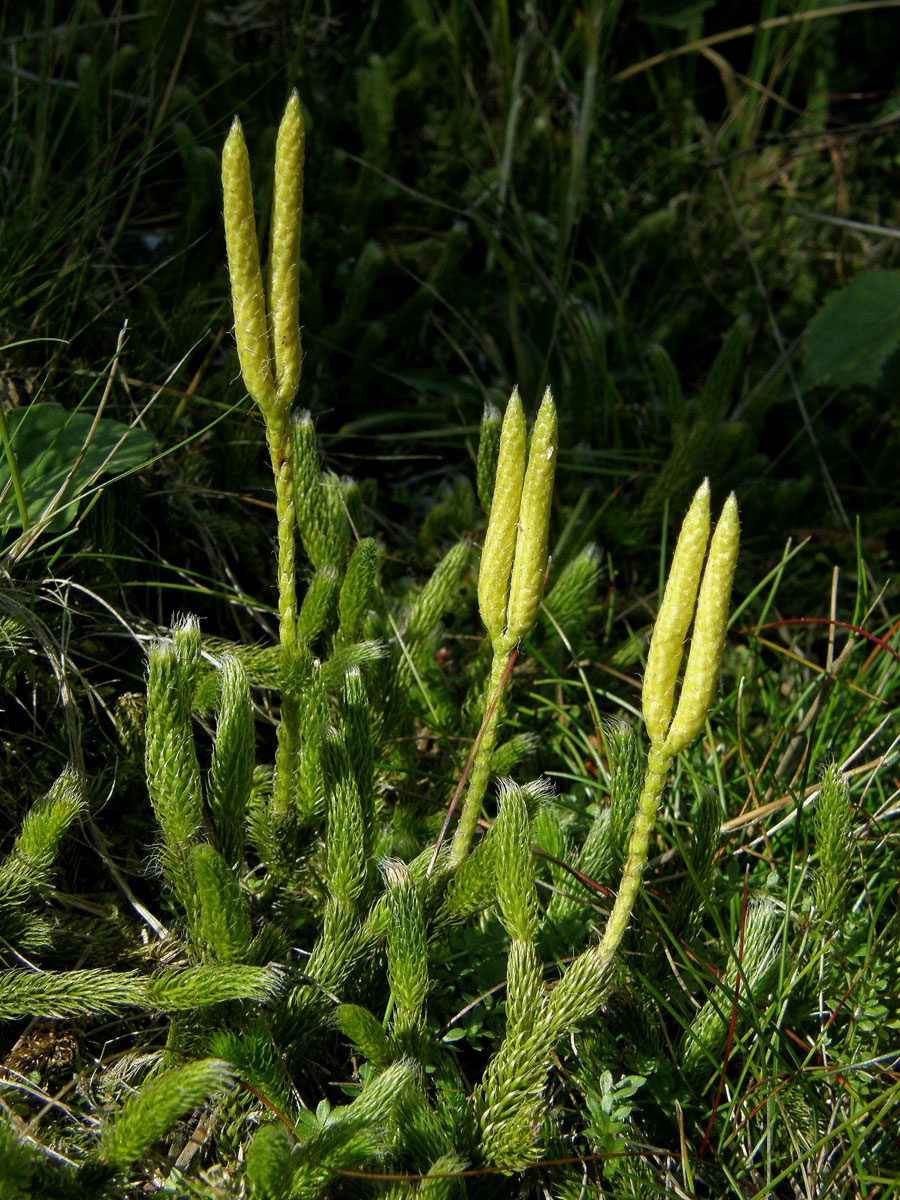 Plavuň vidlačka (Lycopodium clavatum L.)