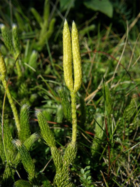 Plavuň vidlačka (Lycopodium clavatum L.)