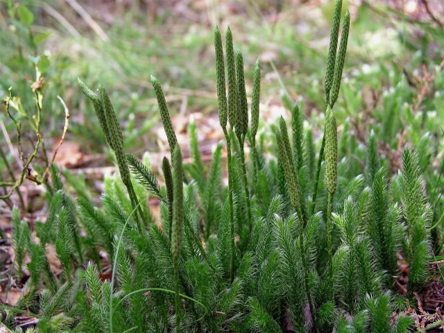 Plavuň vidlačka (Lycopodium clavatum L.)