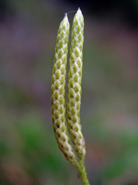 Plavuň vidlačka (Lycopodium clavatum L.)