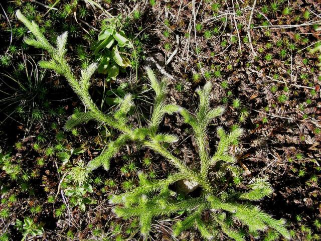 Plavuň vidlačka (Lycopodium clavatum L.)