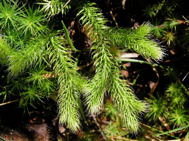 Plavuň vidlačka (Lycopodium clavatum L.)