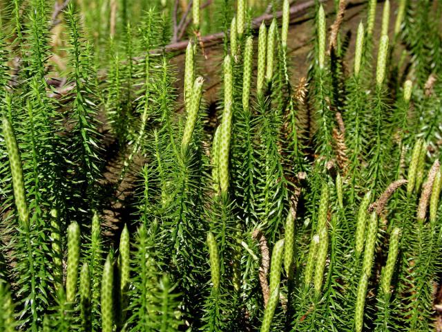 Plavuň pučivá (Lycopodium amotinum L.)