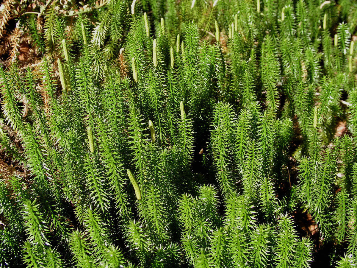 Plavuň pučivá (Lycopodium amotinum L.)