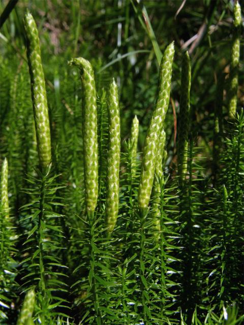 Plavuň pučivá (Lycopodium amotinum L.)