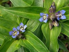 Hořec křížatý (Gentiana crucitata L.)