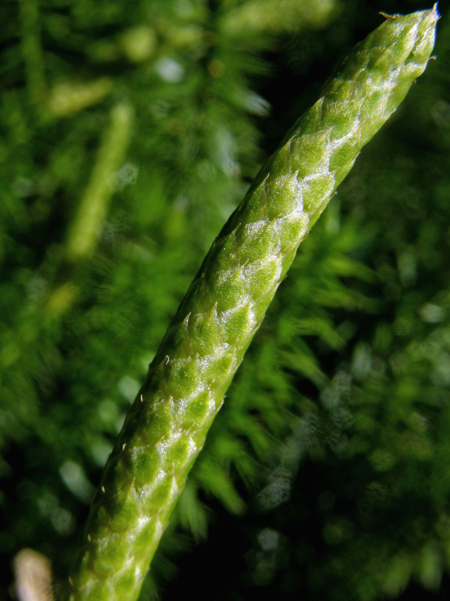 Plavuň pučivá (Lycopodium amotinum L.)