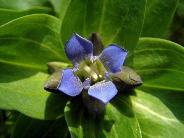 Hořec křížatý (Gentiana crucitata L.)