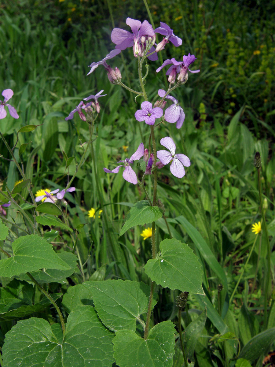 Měsíčnice roční (Lunaria annua L.)