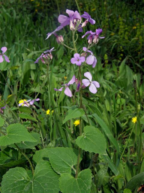 Měsíčnice roční (Lunaria annua L.)