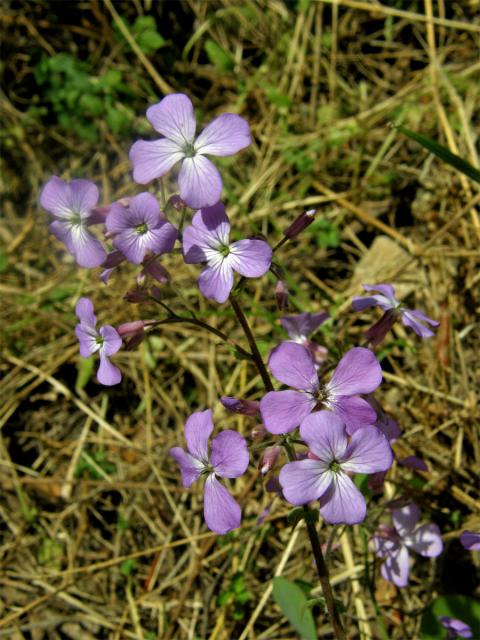 Měsíčnice roční (Lunaria annua L.)