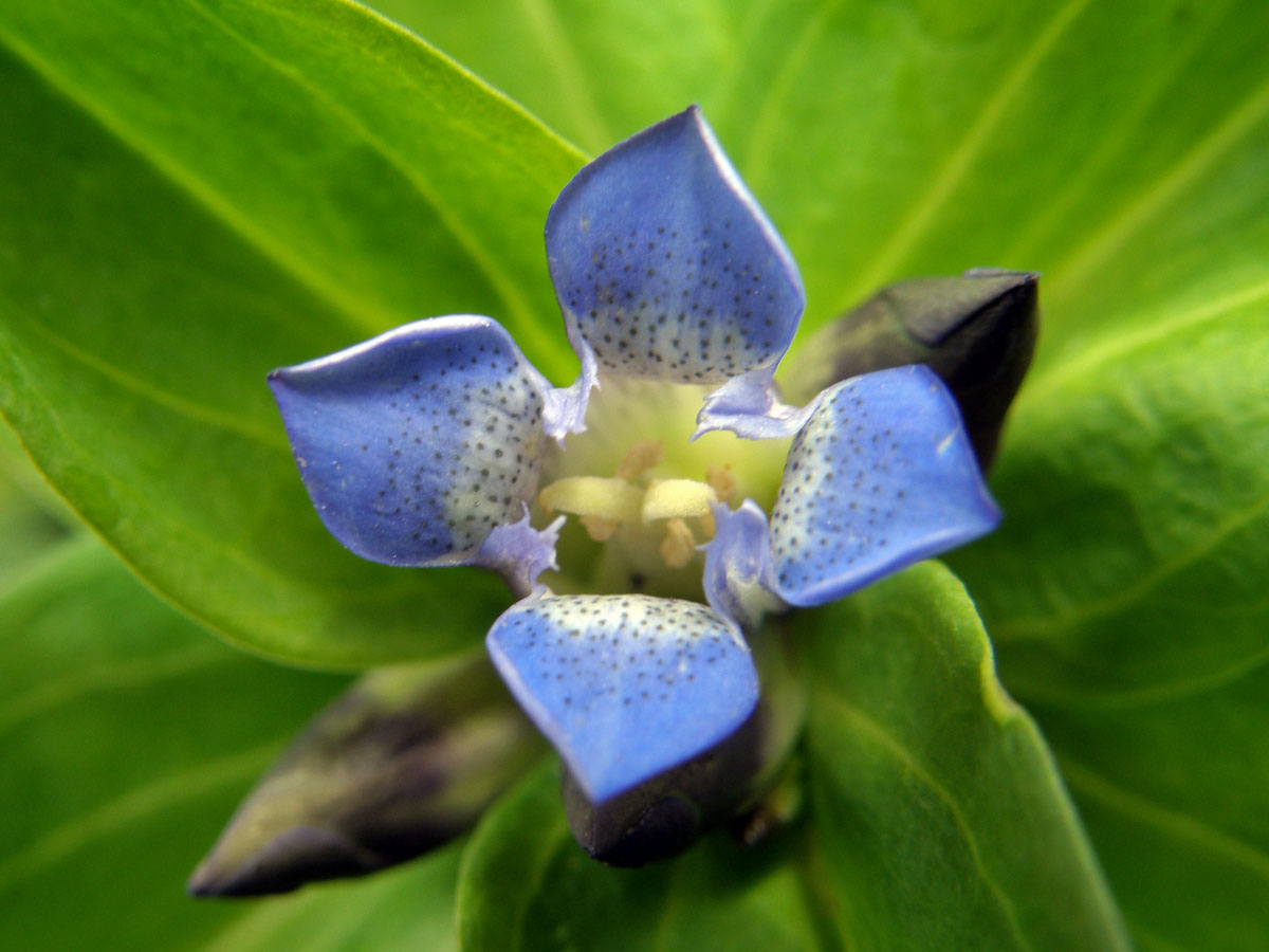 Hořec křížatý (Gentiana crucitata L.)