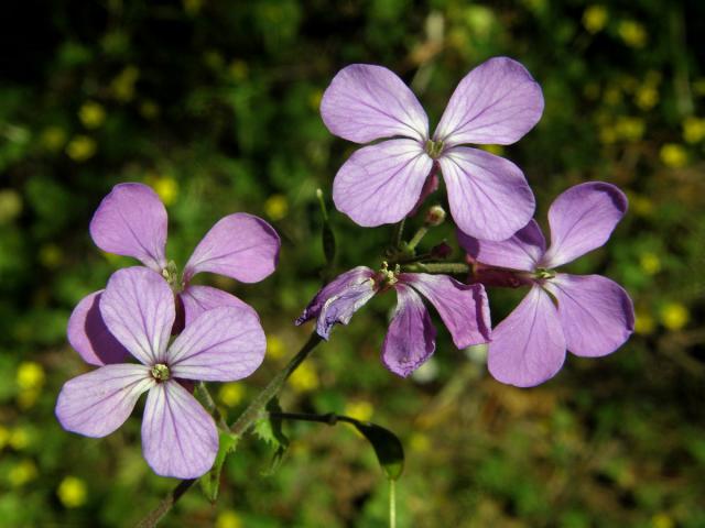 Měsíčnice roční (Lunaria annua L.)