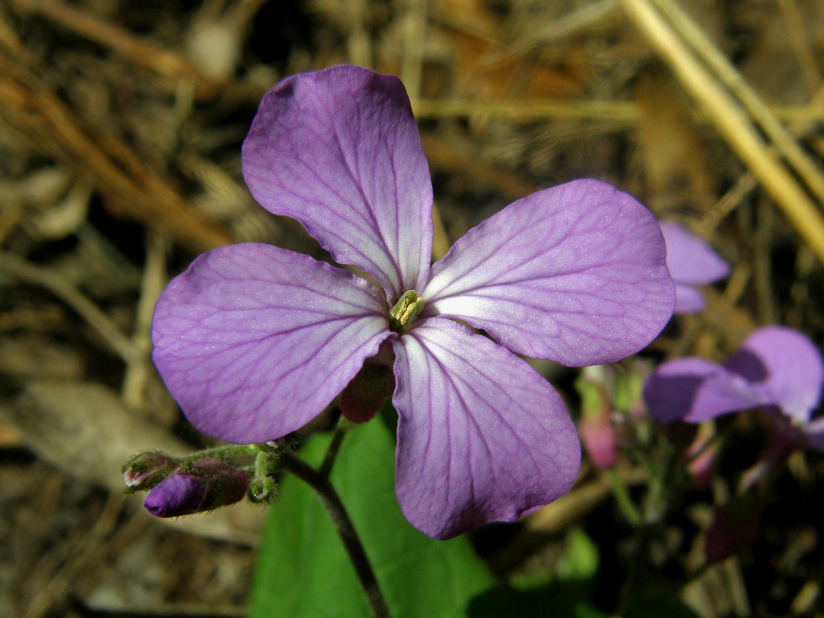 Měsíčnice roční (Lunaria annua L.)