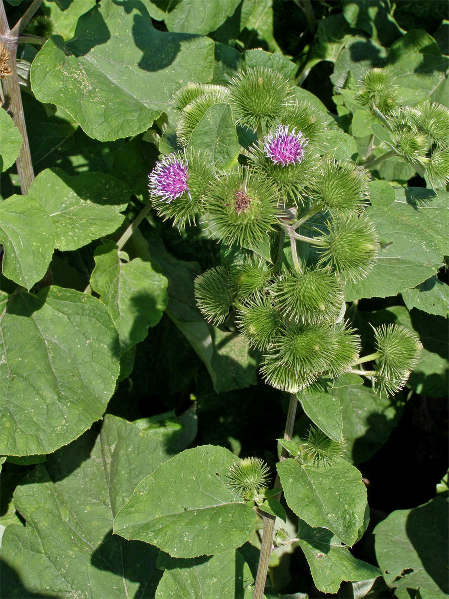 Lopuch větší (Arctium lappa L.)