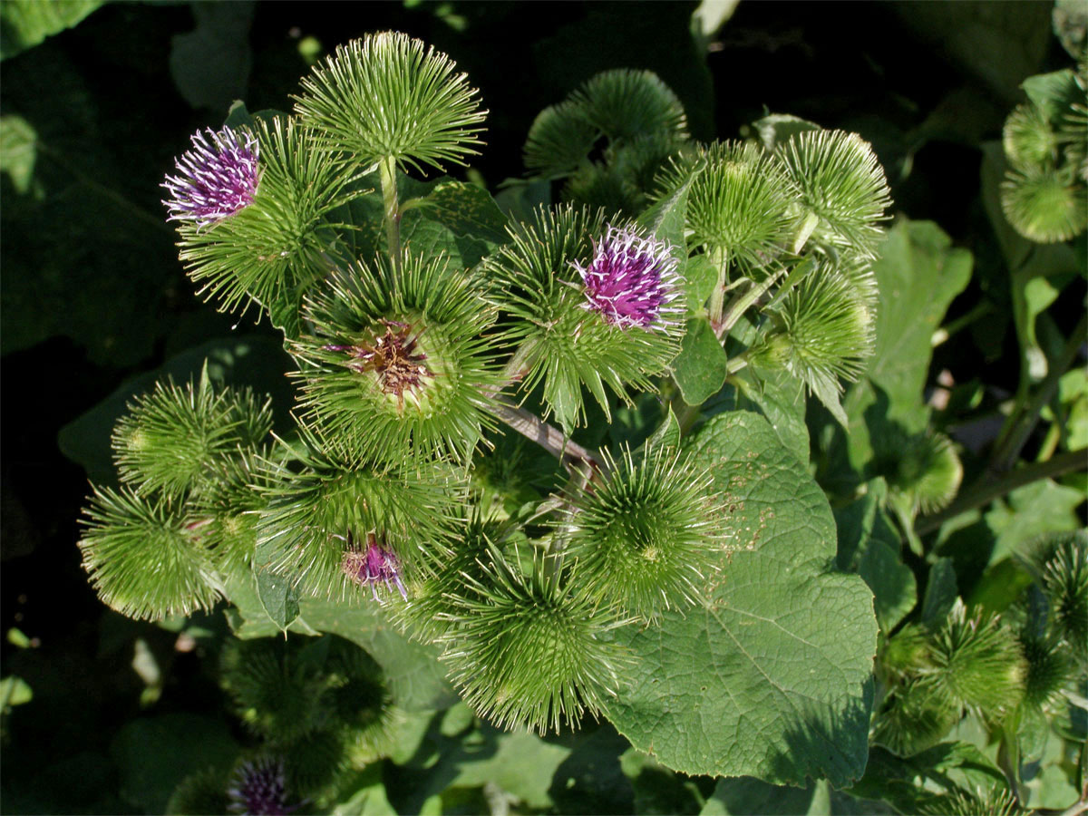 Lopuch větší (Arctium lappa L.)