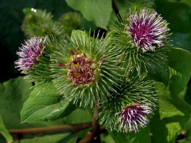 Lopuch větší (Arctium lappa L.)