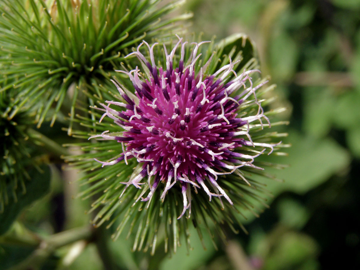 Lopuch větší (Arctium lappa L.)