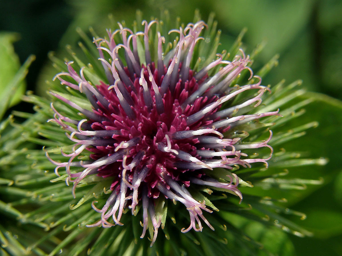 Lopuch větší (Arctium lappa L.)