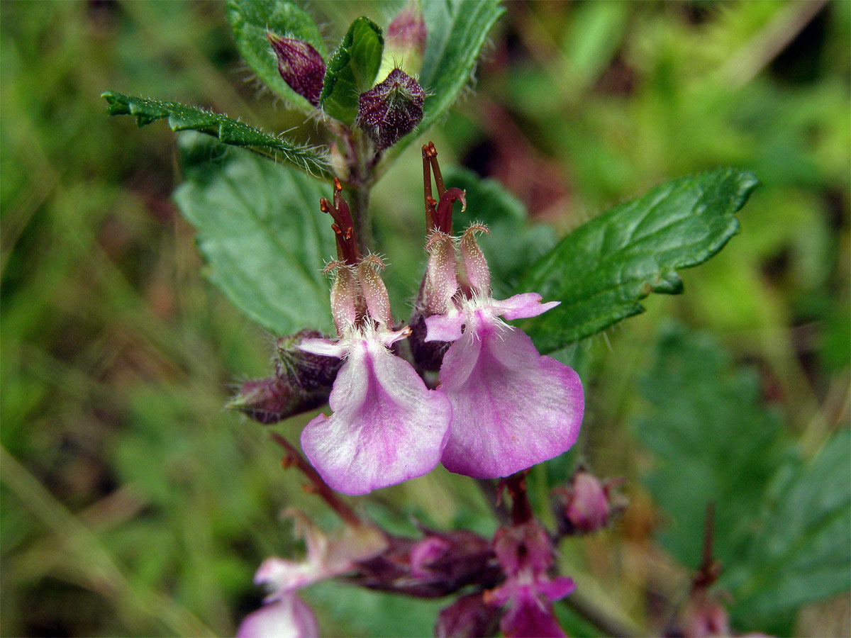 Ožanka kalamandra (Teucrium chamaedrys L.)