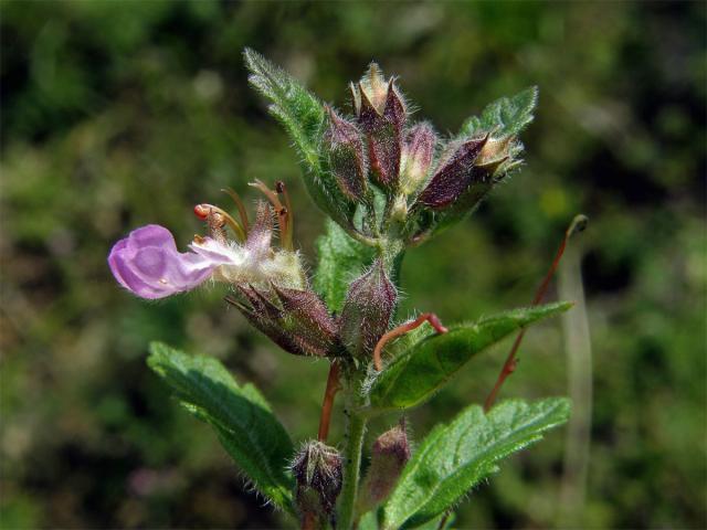 Ožanka kalamandra (Teucrium chamaedrys L.)