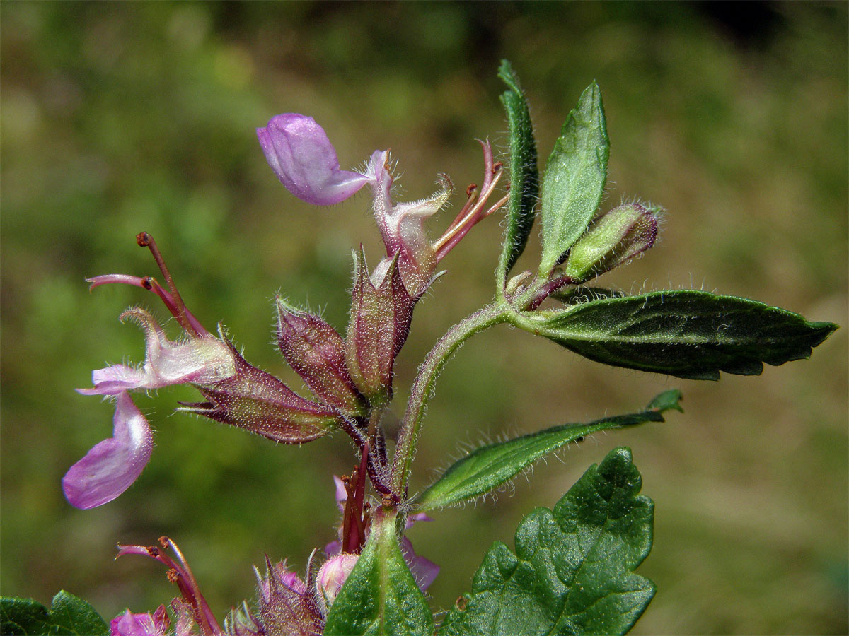 Ožanka kalamandra (Teucrium chamaedrys L.)