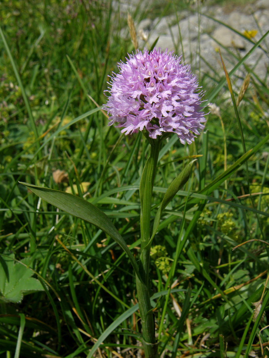 Hlavinka horská (Traunsteinera globosa (L.) Rchb.)