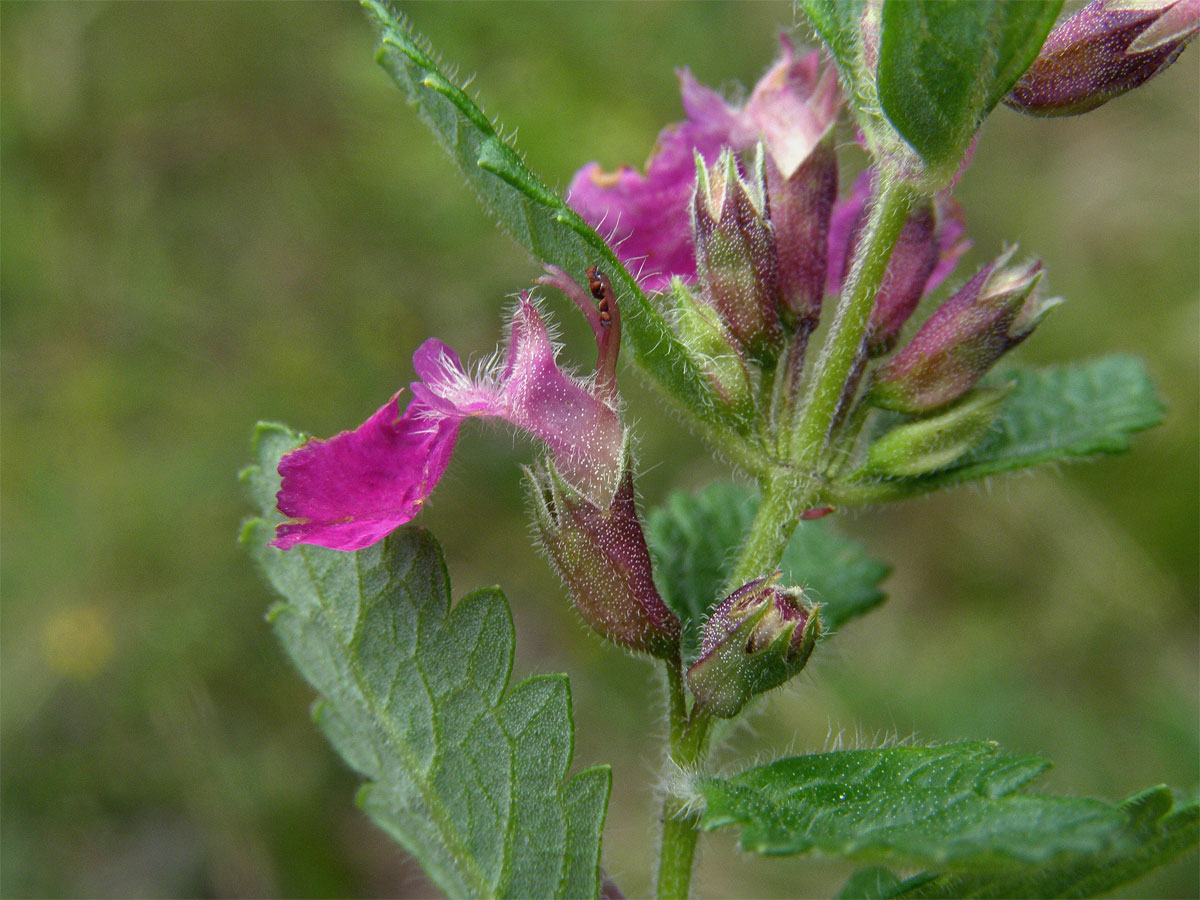 Ožanka kalamandra (Teucrium chamaedrys L.)