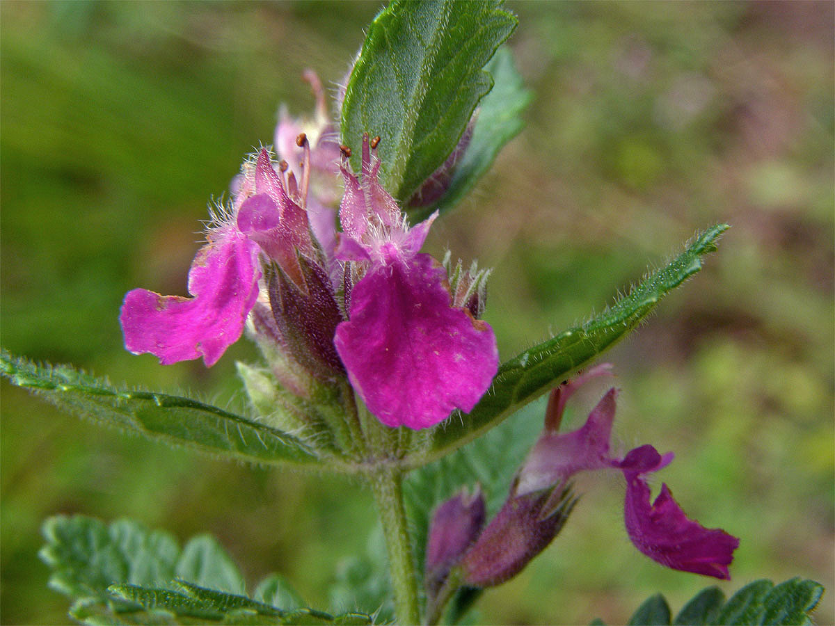 Ožanka kalamandra (Teucrium chamaedrys L.)