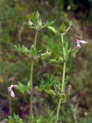 Ožanka hroznatá (Teucrium botrys L.)