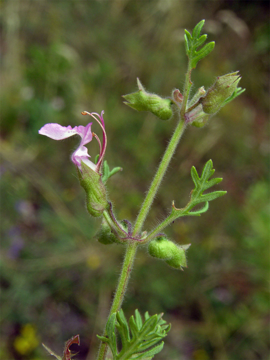 Ožanka hroznatá (Teucrium botrys L.)