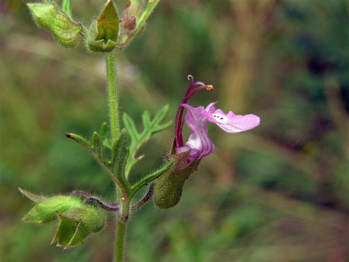 Ožanka hroznatá (Teucrium botrys L.)