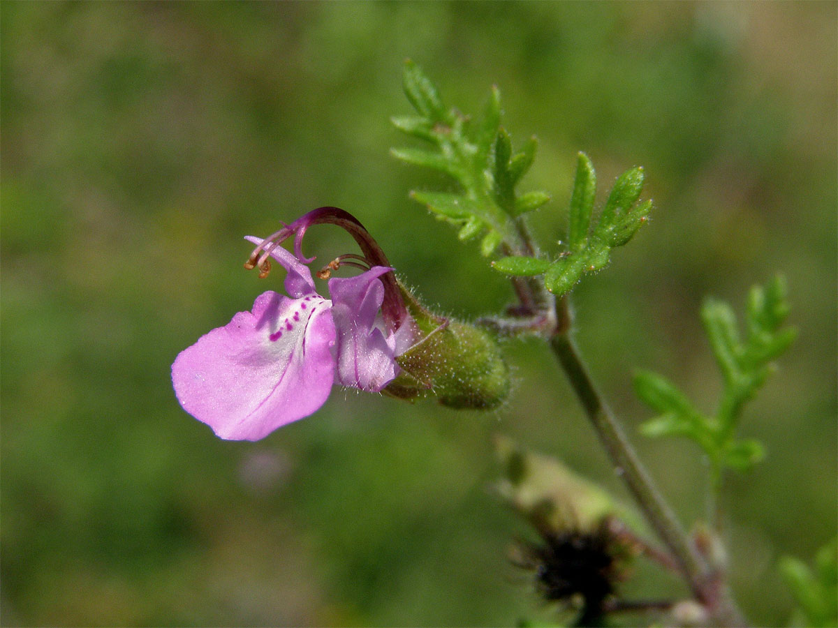 Ožanka hroznatá (Teucrium botrys L.)