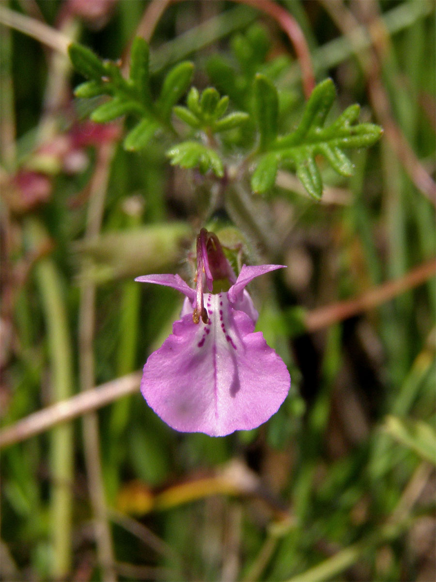 Ožanka hroznatá (Teucrium botrys L.)