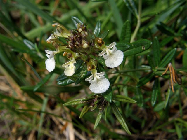 Ožanka chlumní (Teucrium montanum L.)