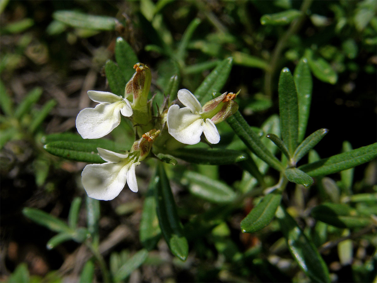 Ožanka chlumní (Teucrium montanum L.)