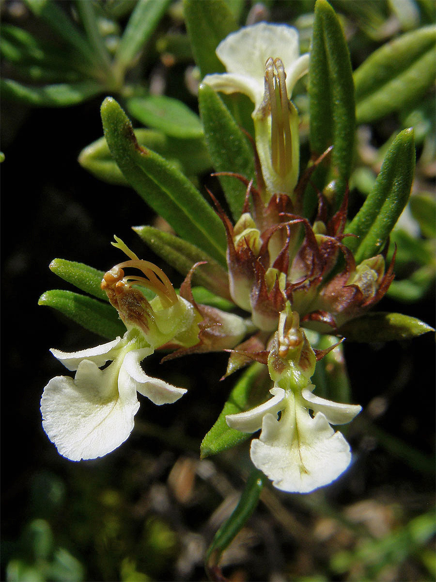 Ožanka chlumní (Teucrium montanum L.)